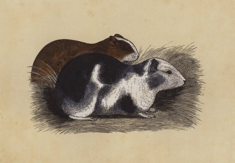Meerschweinchen von English School