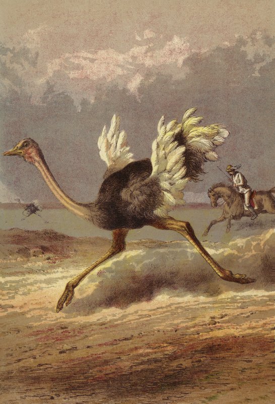 Die Jagd auf den Strauß von English School