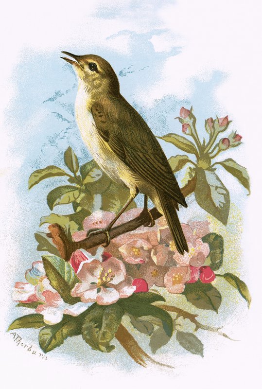 Häuptling-Chaff von English School