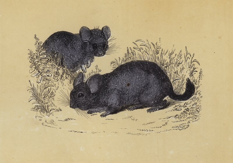 Chinchilla von English School