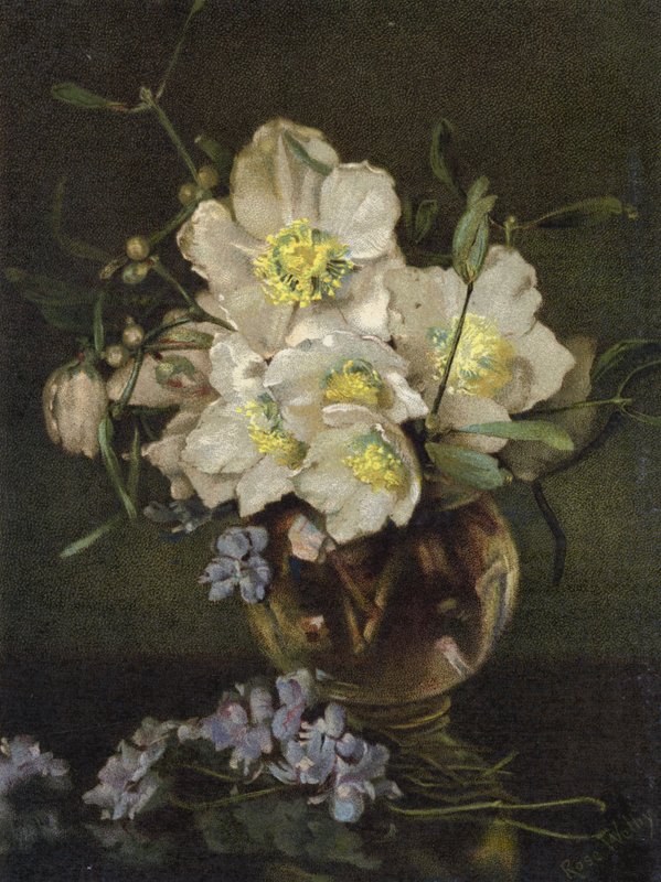 Weihnachtsrosen von English School