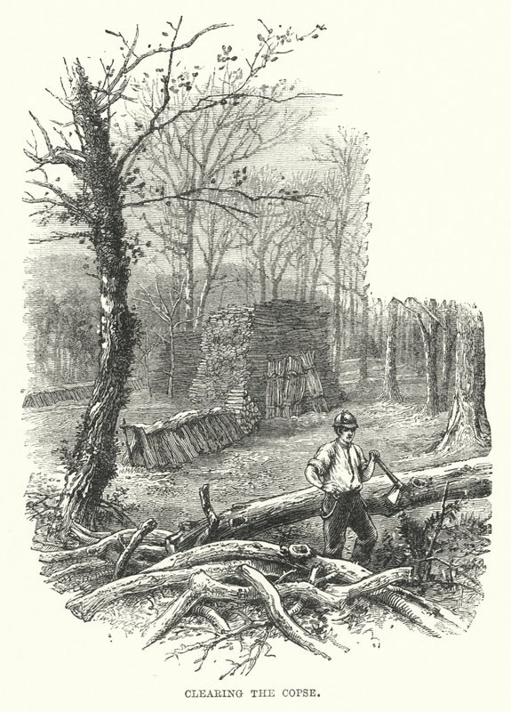 Das Unterholz räumen von English School