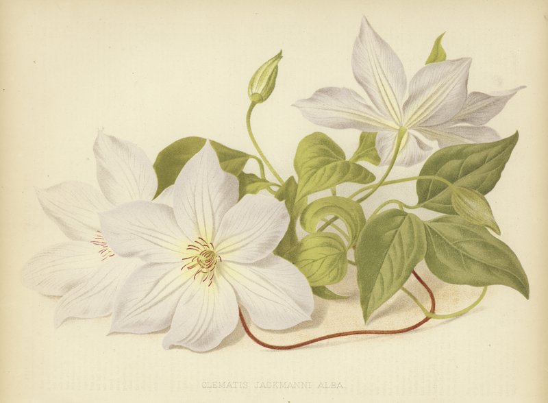 Clematis Jackmanni Alba von English School