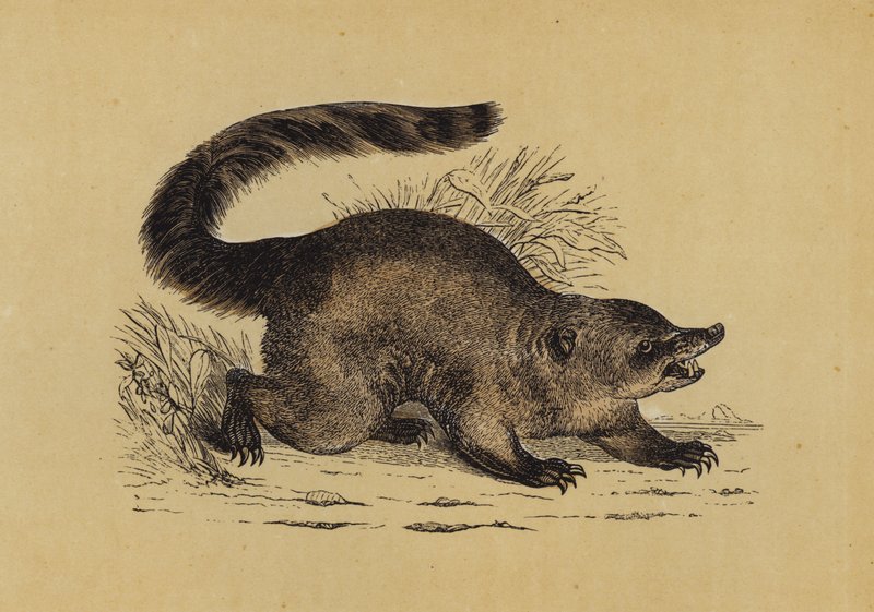 Nasenbär von English School