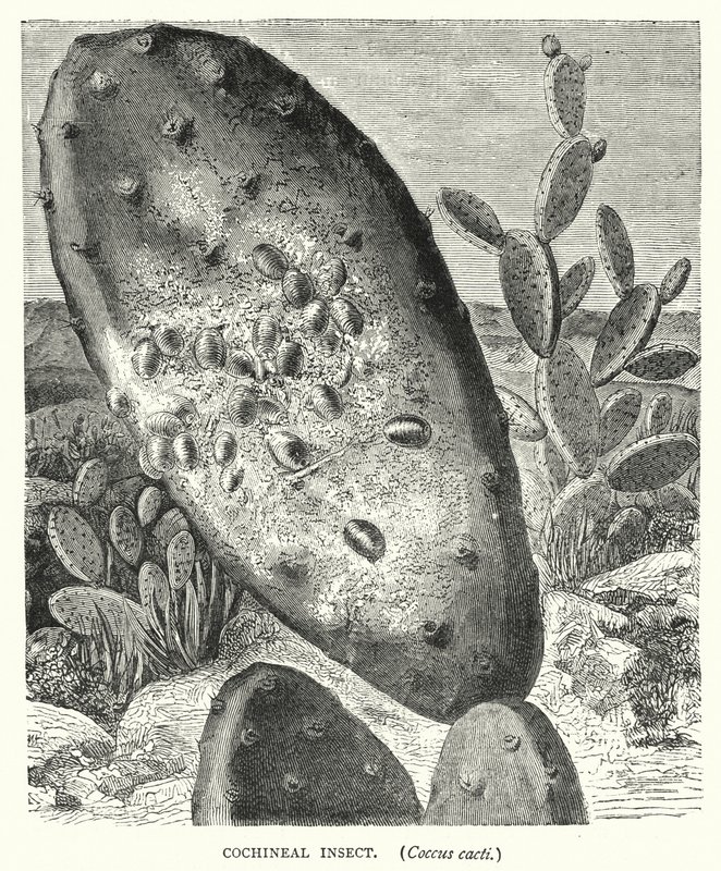 Cochenille-Insekt, Coccus cacti (Kupferstich) von English School
