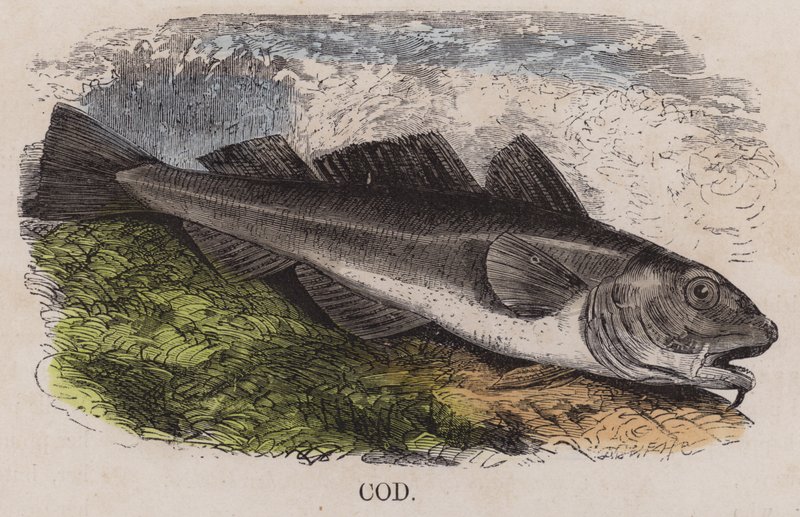 Kabeljau (farbige Gravur) von English School