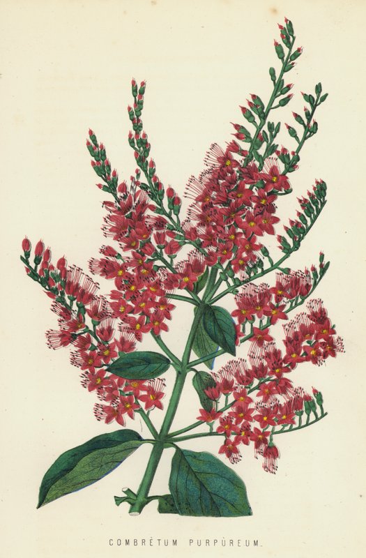 Combretum Purpureum von English School