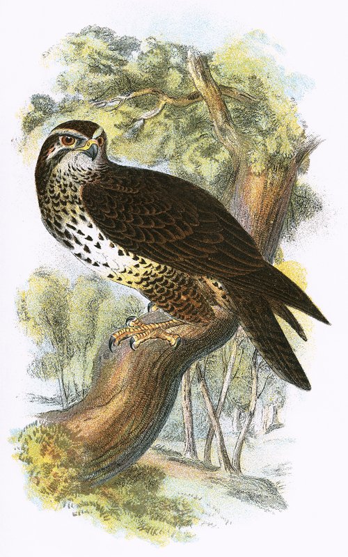 Mäusebussard von English School