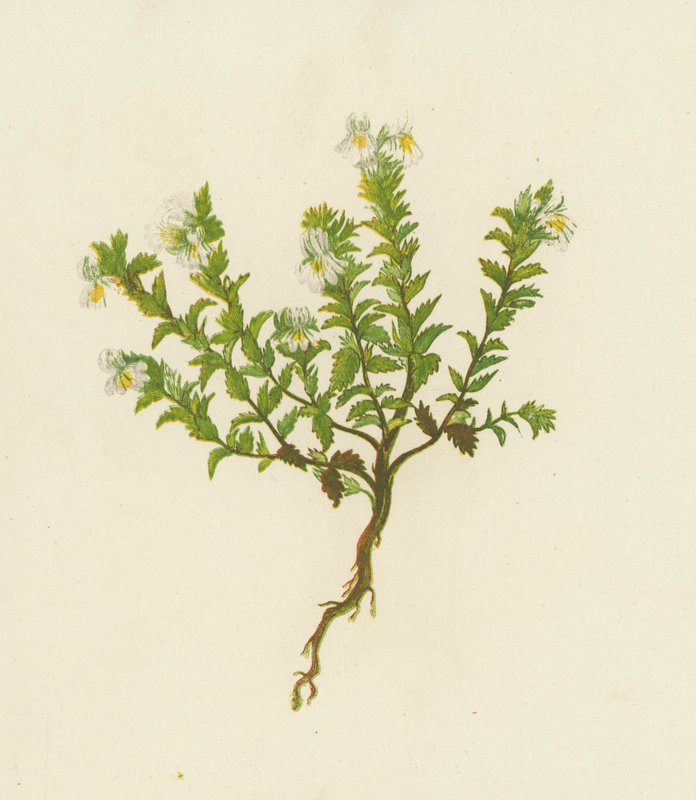 Augentrost, Euphrasia Officinalis von English School