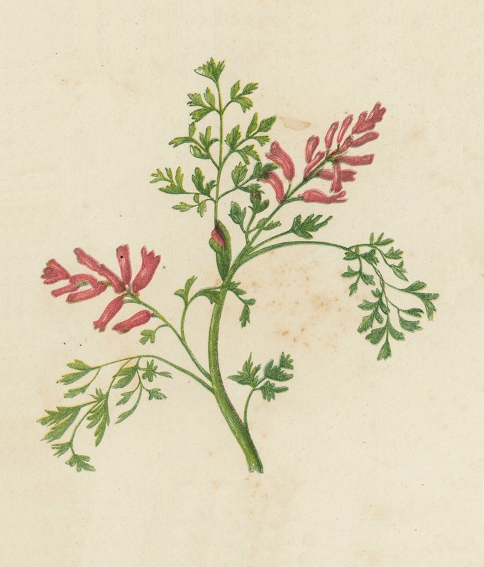 Gemeiner Erdrauch, Fumaria Officinalis von English School