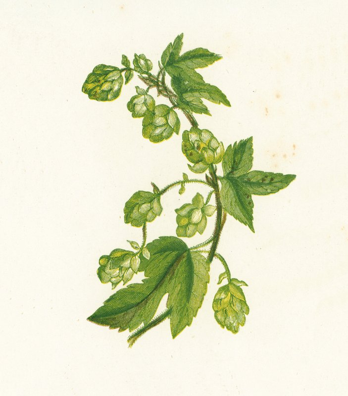 Gemeiner Hopfen, Humulus Lupulus von English School