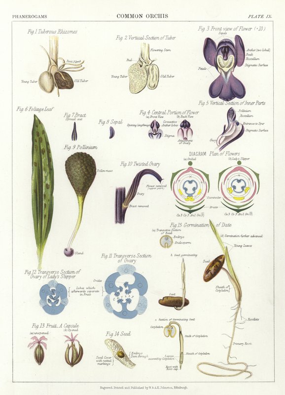 Gewöhnliche Orchis von English School