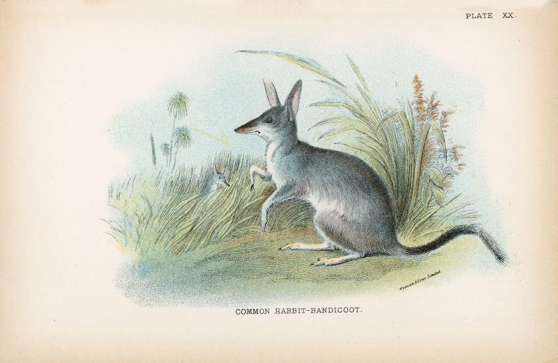 Gemeiner Kaninchen-Bandicoot von English School