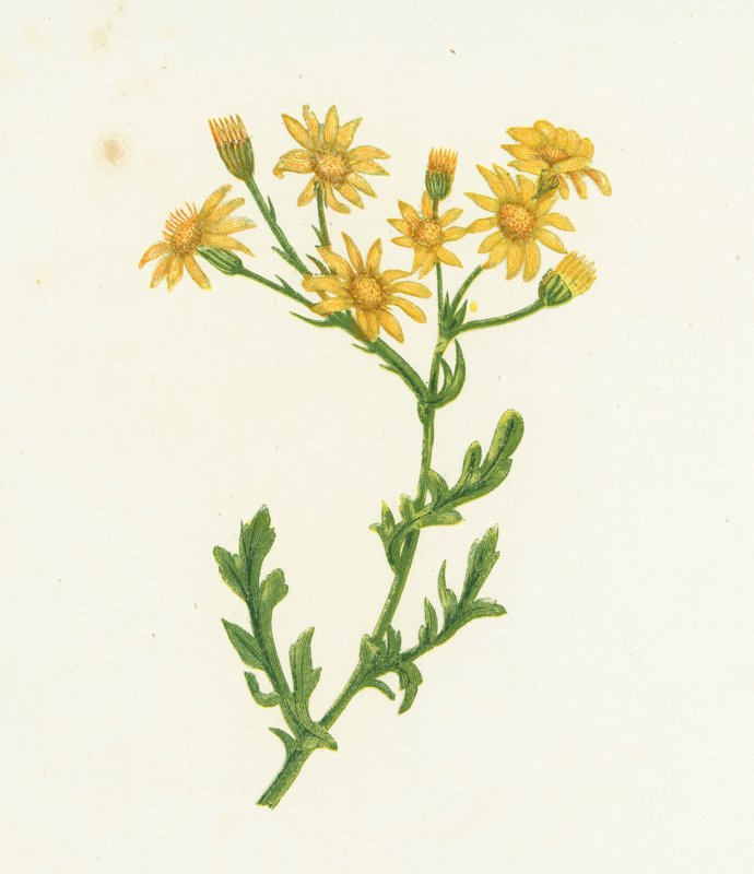 Jakobs-Greiskraut, Senecio Jacobaea von English School