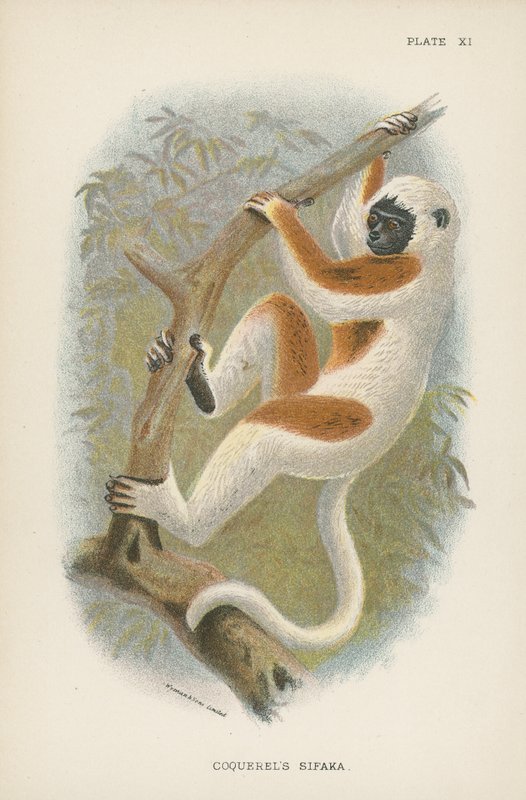 Coquerels Sifaka von English School