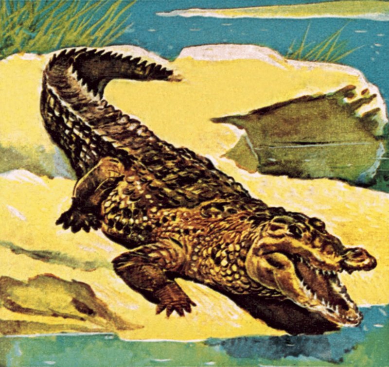 Krokodil von English School