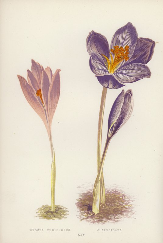Herbst-Krokus; Pracht-Krokus (Farblithografie) von English School