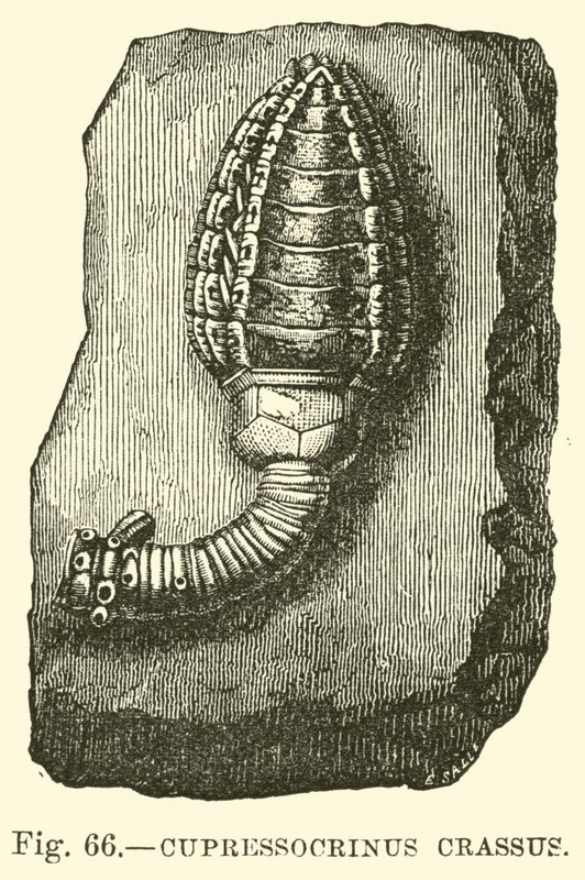 Cupressocrinus crassus von English School