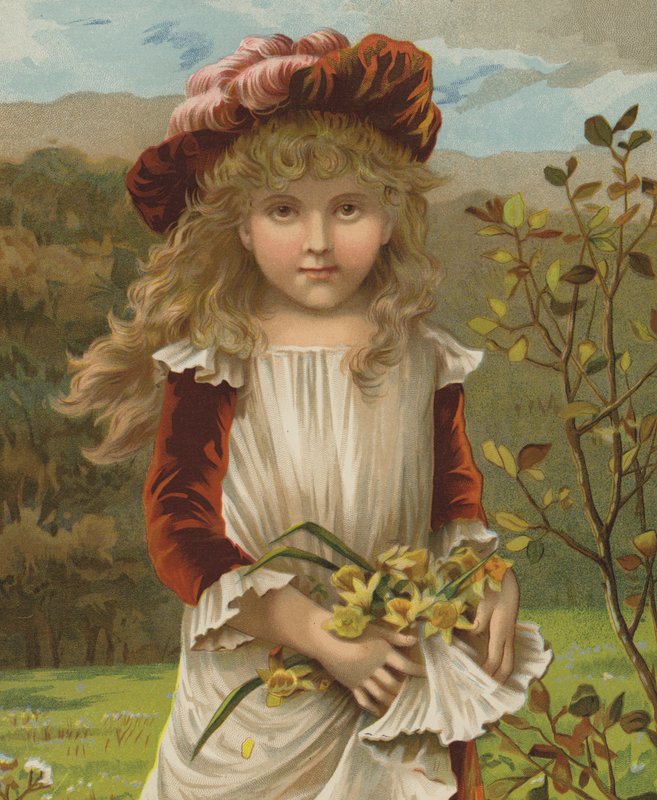 Narzisse von English School