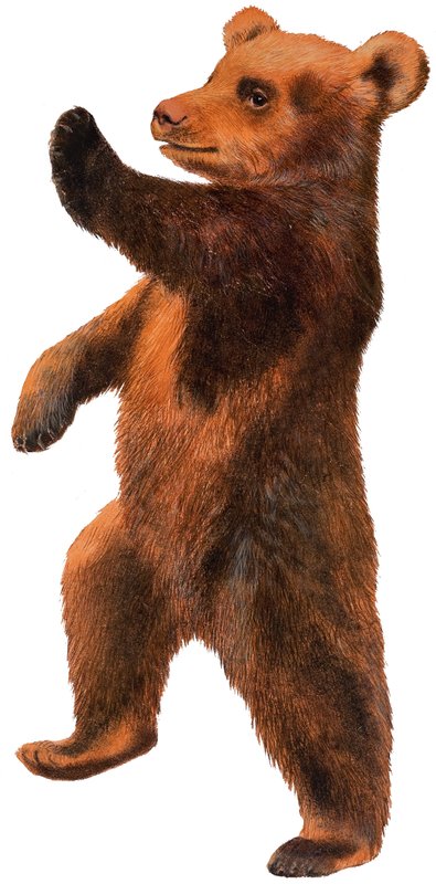 Tanzender Bär von English School