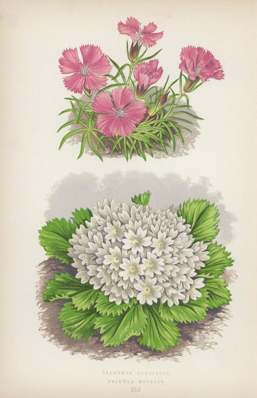Dianthus Glacialis; Primula Nivalis von English School