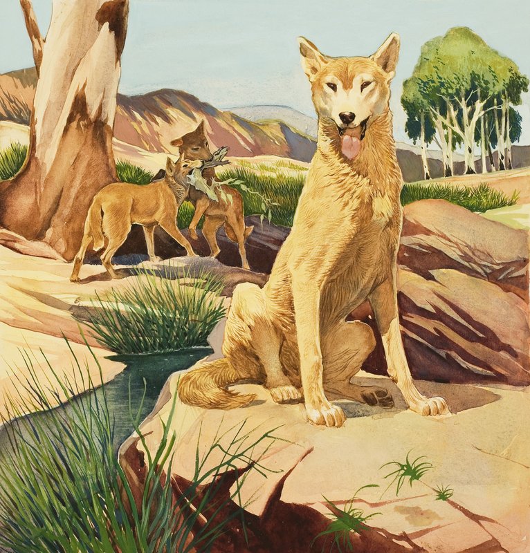 Dingo von English School