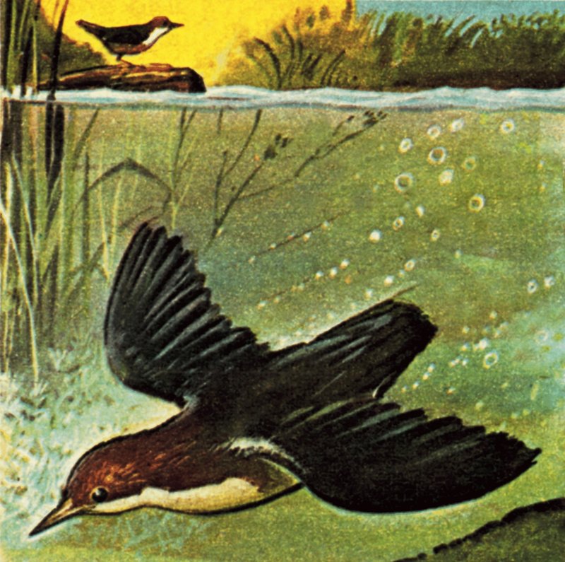 Wasseramsel von English School