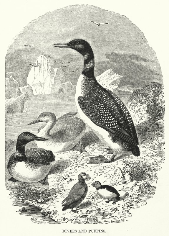 Taucher und Papageientaucher (Gravur) von English School