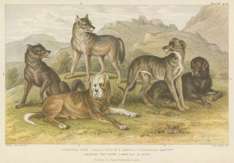 Hunde und Wölfe (Farbgravur) von English School