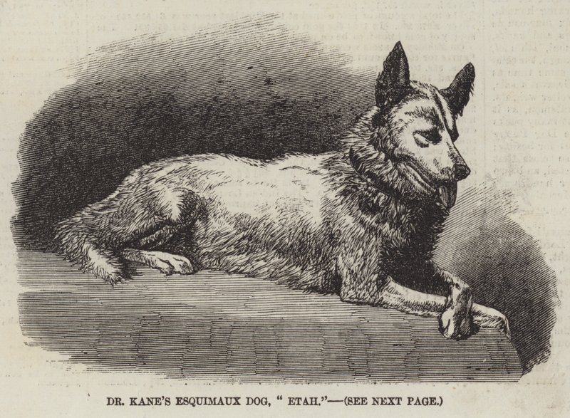 Dr. Kanes Eskimohund „Etah“ (Gravur) von English School