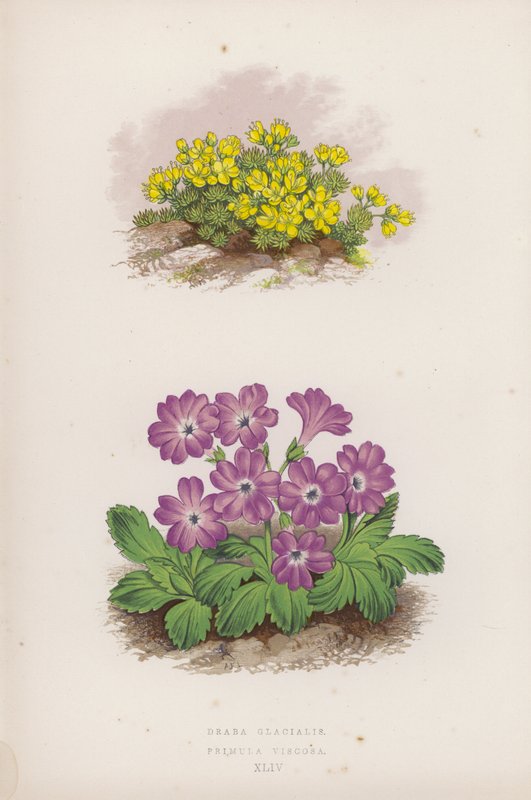 Draba Glacialis; Primula Viscosa von English School