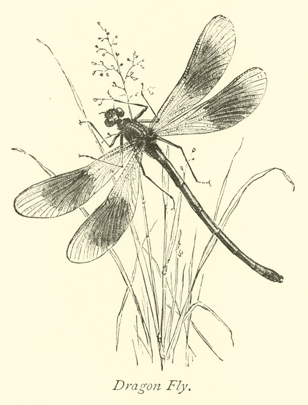 Libelle von English School
