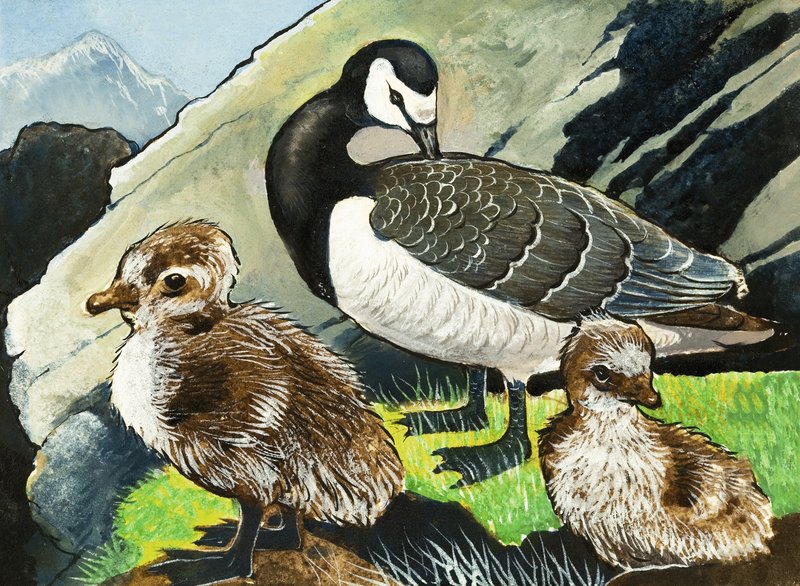 Ente und Entenküken von English School