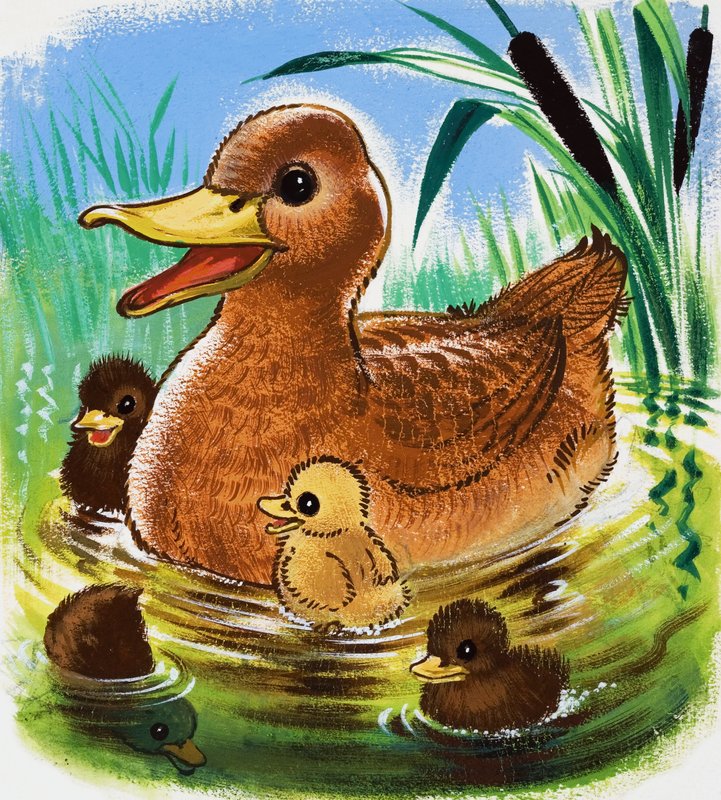 Enten von English School