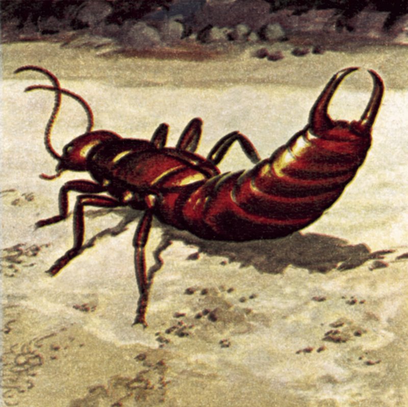 Ohrwurm von English School