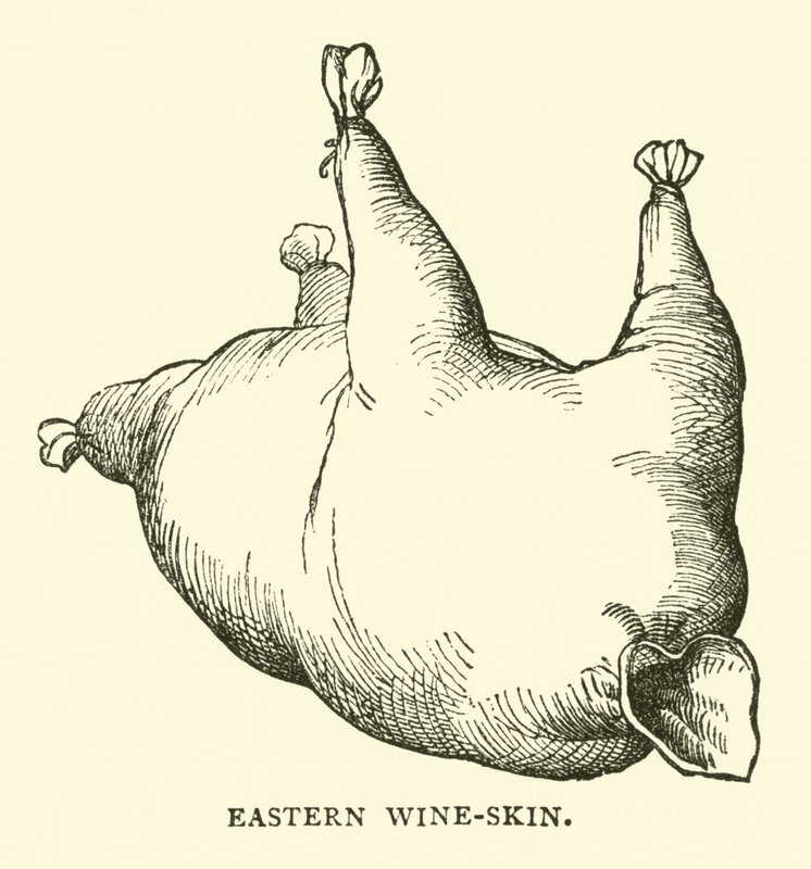 Östlicher Weinschlauch von English School