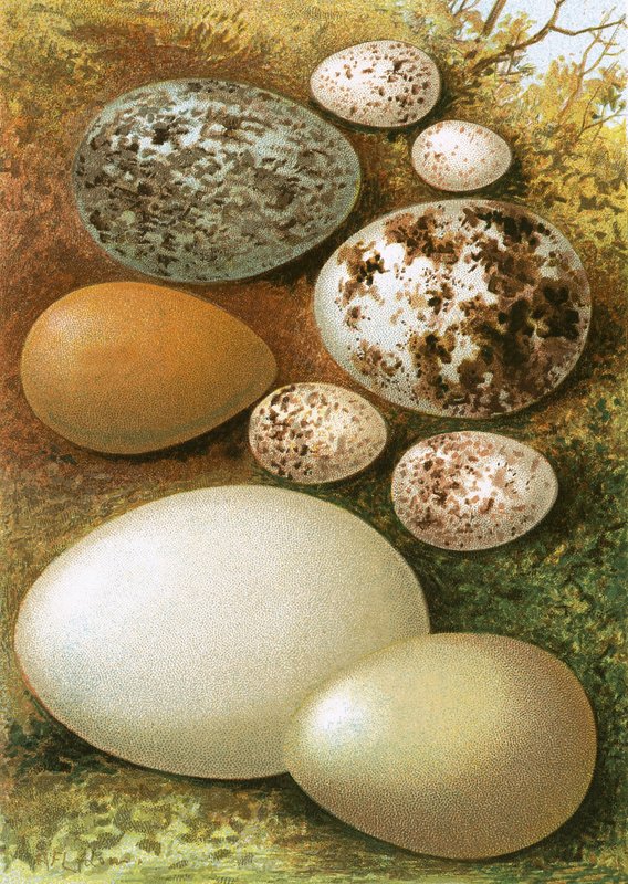 Eier von English School