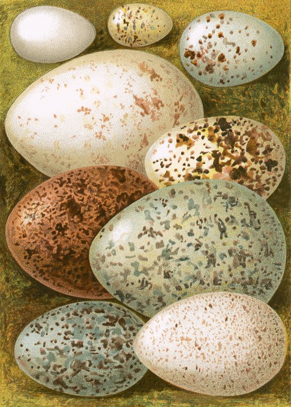 Eier von English School