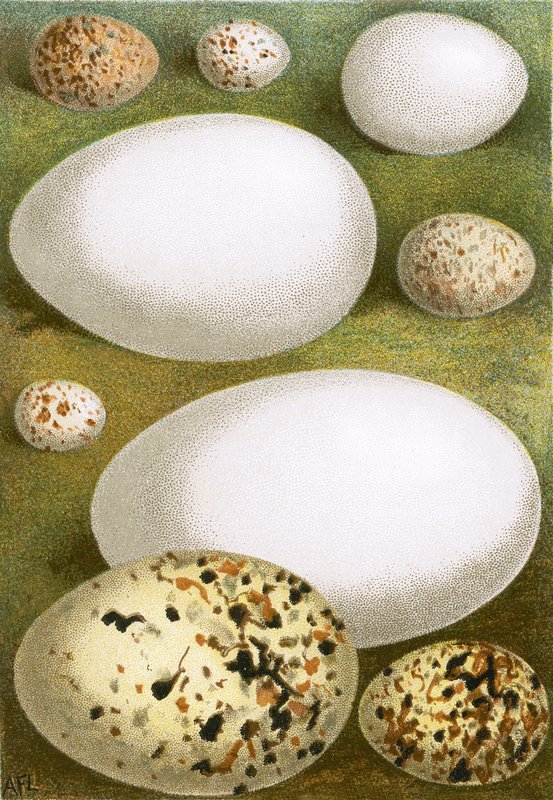 Eier von English School