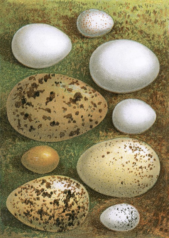 Eier von English School