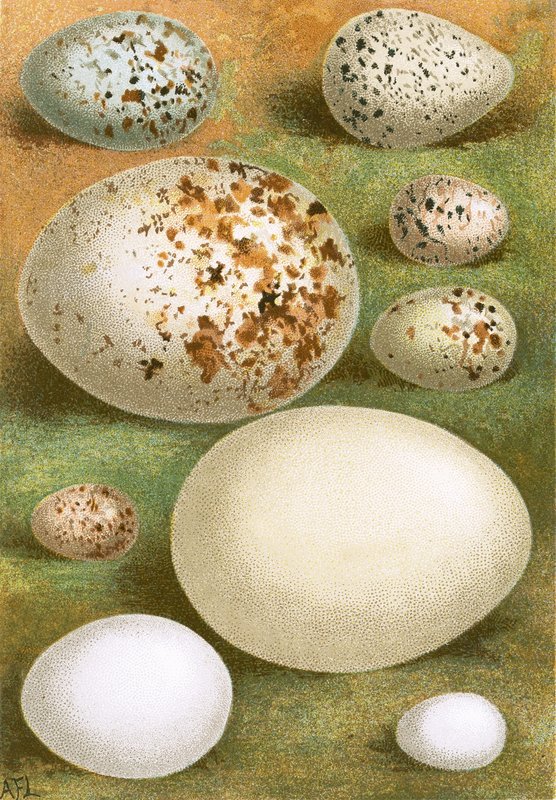 Eier von English School