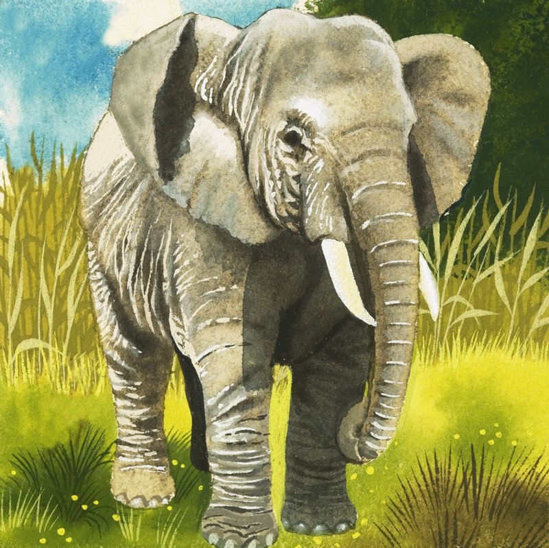Elefant von English School