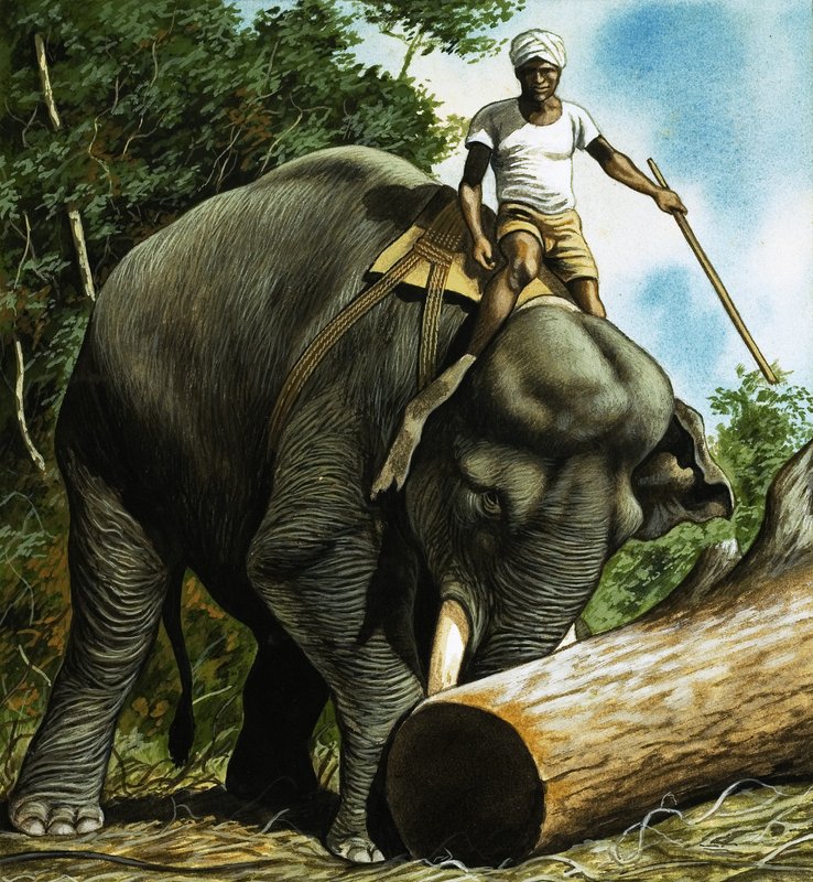 Elefant rollt Baumstamm von English School