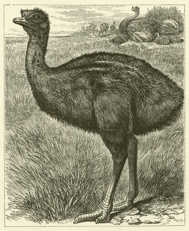 Emu (Gravur) von English School