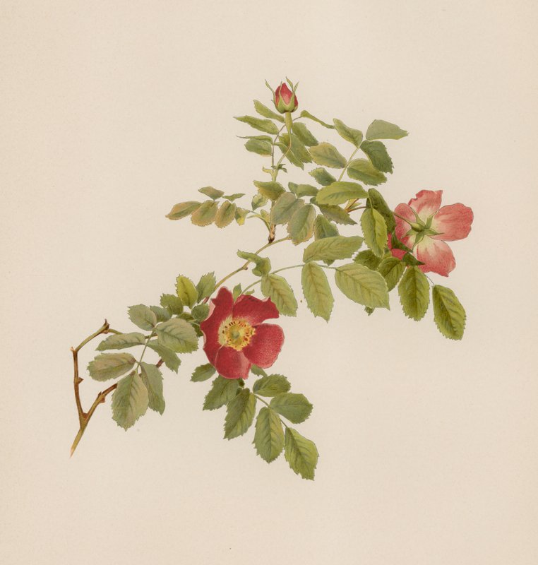 Englische Rose von English School