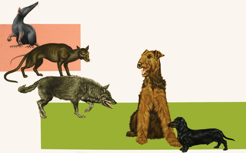 Evolution des Hundes von English School