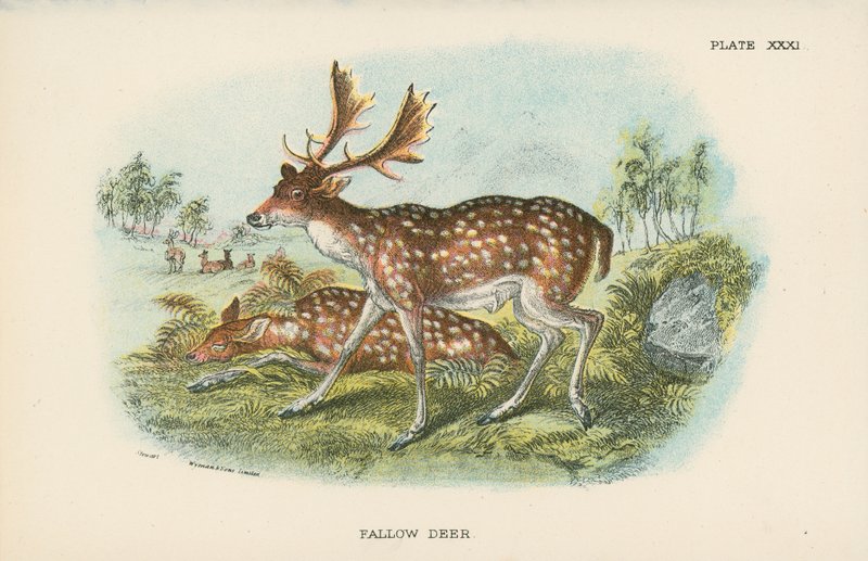Damwild von English School