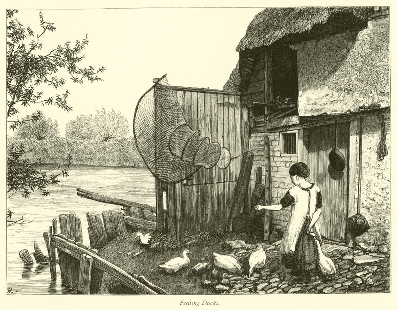 Enten Füttern von English School