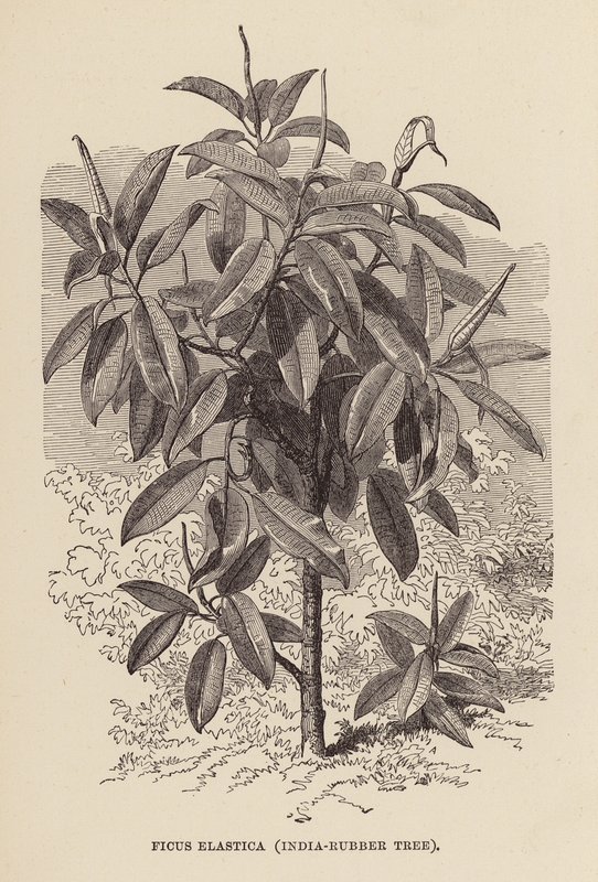 Ficus Elastica, Gummibaum (Stich) von English School