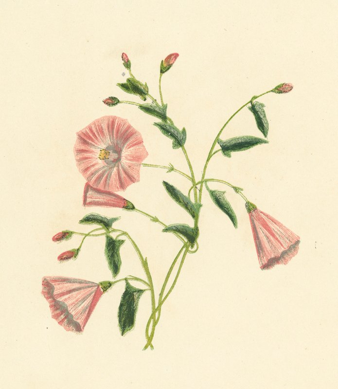 Ackerwinde, Convolvulus Arvensis von English School